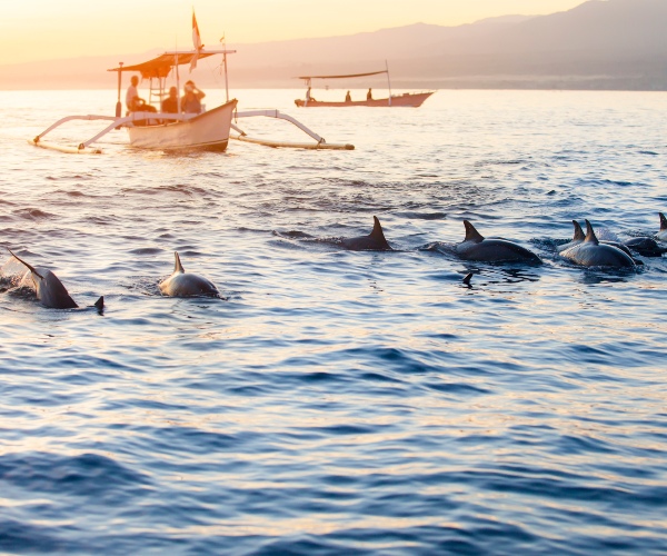 Dolphins playing off Lovina Bali