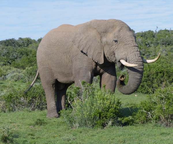 Elephant in Shamwari