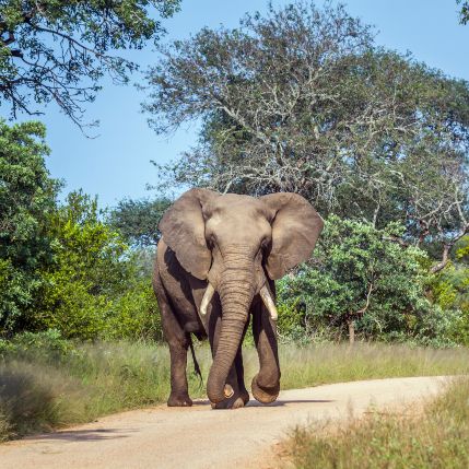 Elephant Kruger National Park