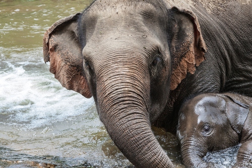 Elephants at play Chiang Mai