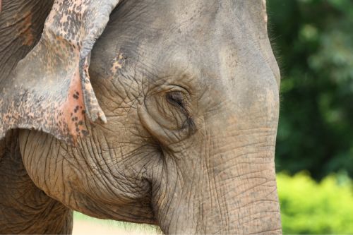 Elephants in Laos