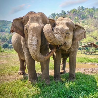 Elephants, Thailand