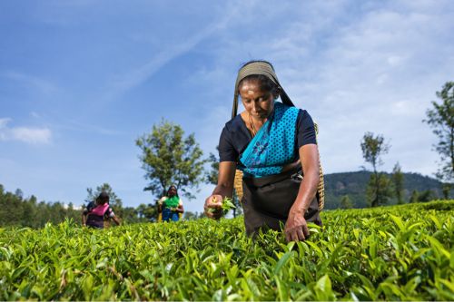 Ella Sri Lanka