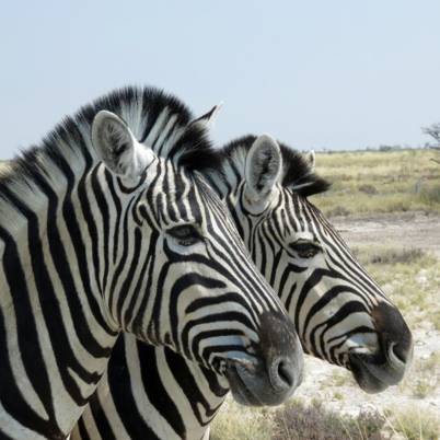 Etosha King Nehale