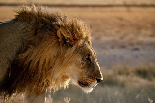 ETosha