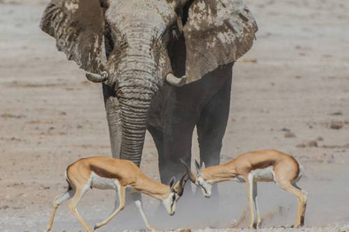 Etosha1