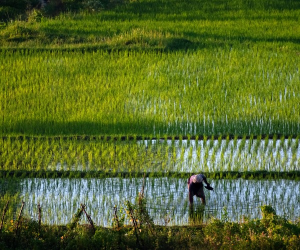 Farmer working in Sidemen Bali