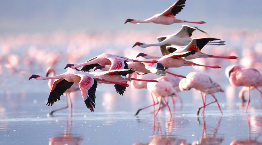 Flamingos