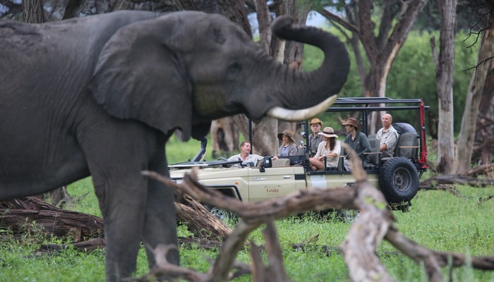 Game Drive Elephane Letaka larger