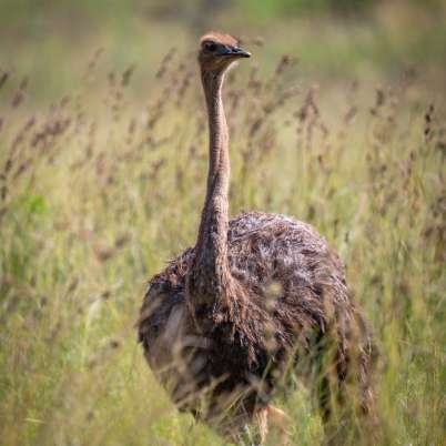 Garden route ostrich