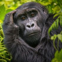 Gorilla in Bwindi National Park Listing