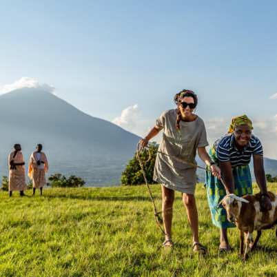 Gorilla virunga