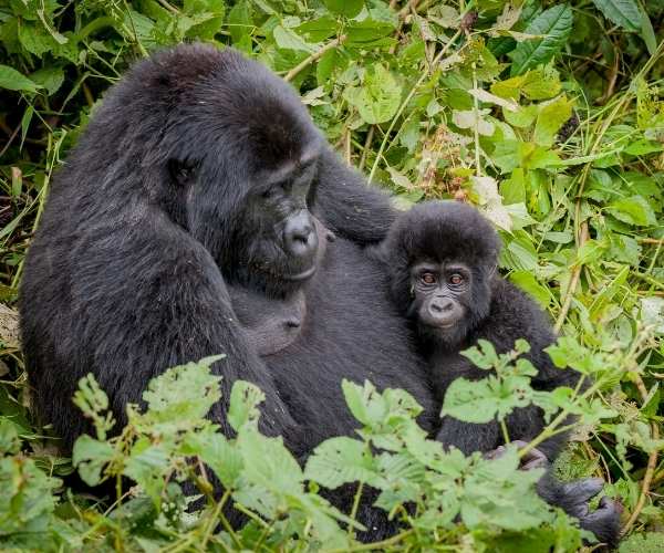 Gorillas Uganda