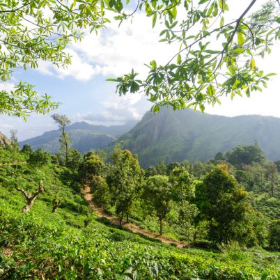 Hill Country, Ella, Sri Lanka