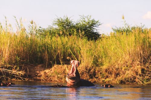 Hippo Lower Zambezi Zambia