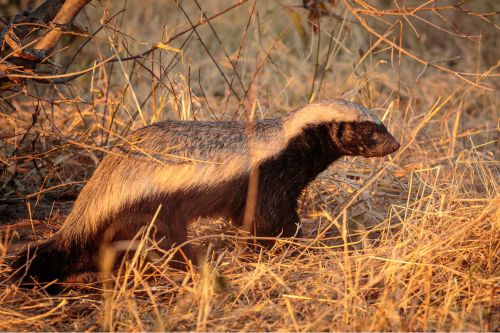 Honey badger Lower Zambezi Zambia