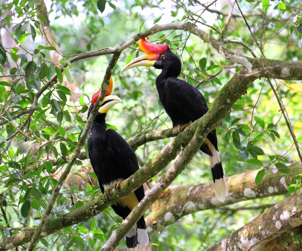 Hornbills Tabin Reserve Sabah