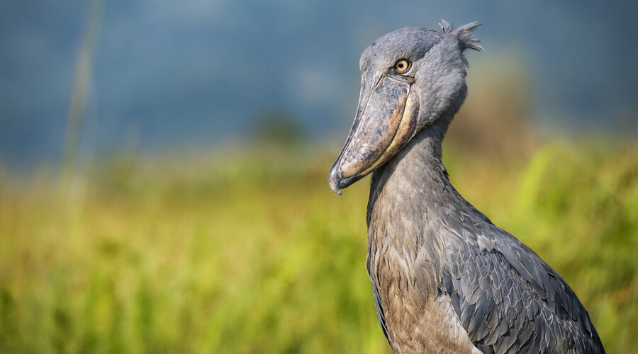 Hornshoebill