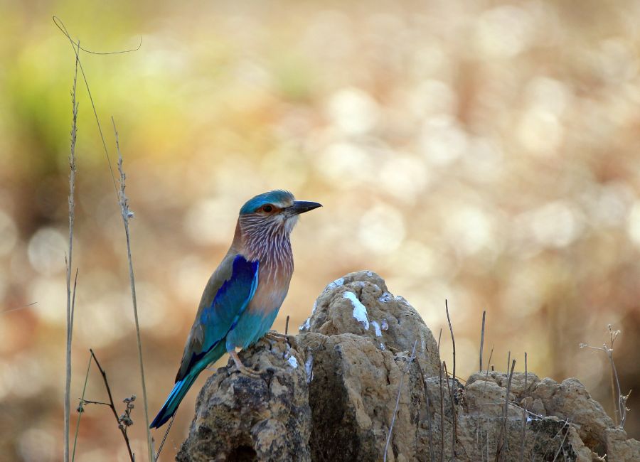 Indian Roller Bird, Bandhavgarh, India