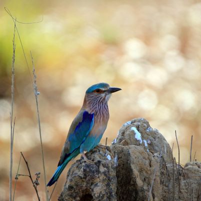 Indian Roller Bird, Bandhavgarh, India