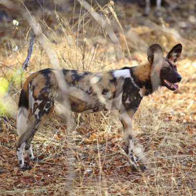 Jabali ridge ruaha