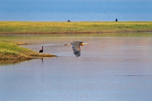 Jawai bird in flight