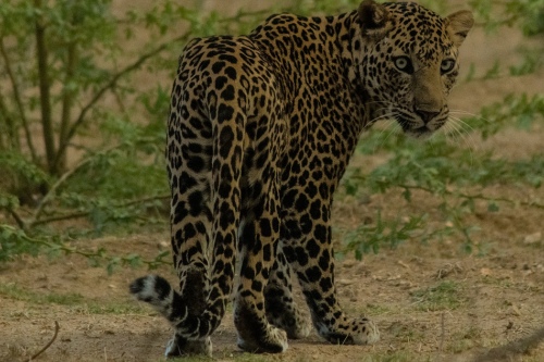 Jawai leopard (1)