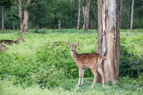 Kabini deer