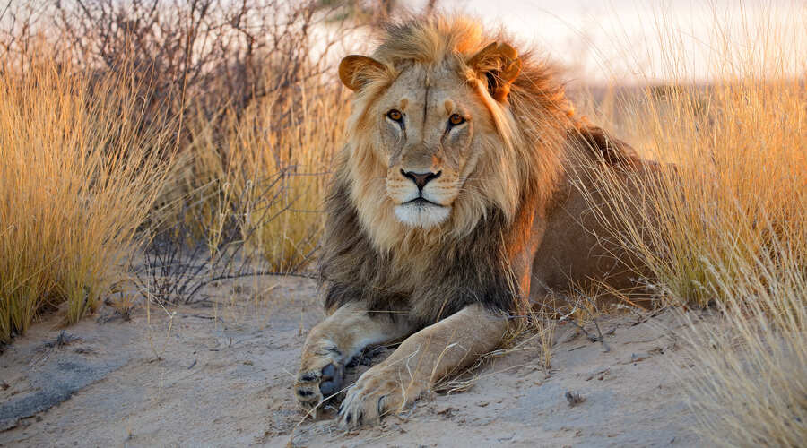 Kalahari Lion