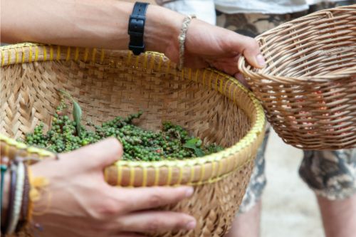 Kampot pepper Cambodia