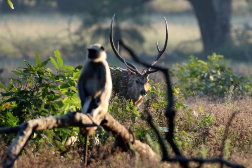 Kanha deer