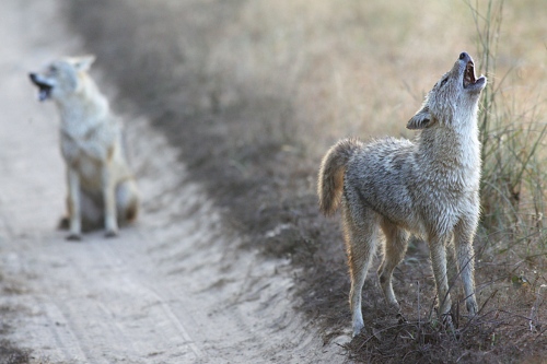 Kanha fox