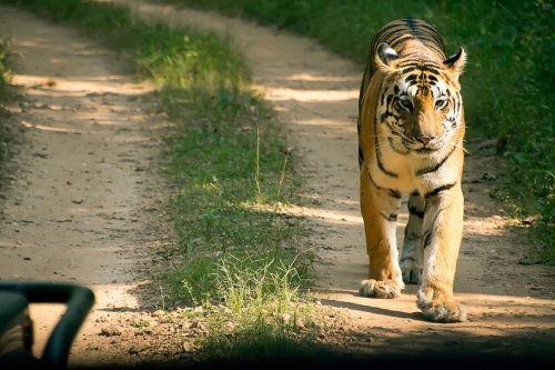 Kanha tiger