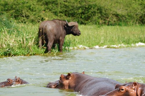 Kazinga Channel Queen Elizabeth National Park Uganda