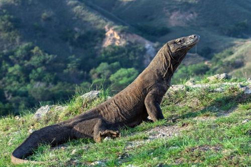 Komodo NP Indonesia