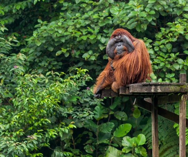 Large orang utan in Semenggoh Sarawak