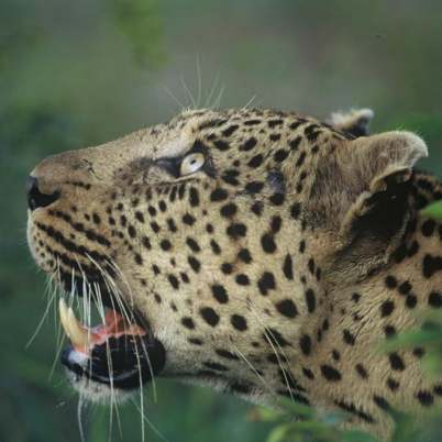 Leopard kruger