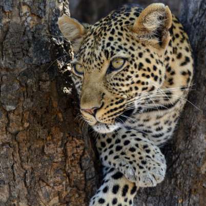 Leopard ruaha