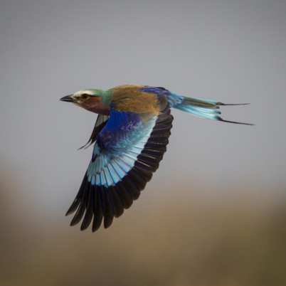 Lilac breasted roller