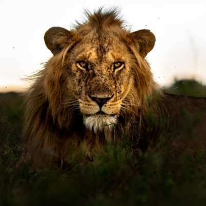 Lion Faru faru serengeti