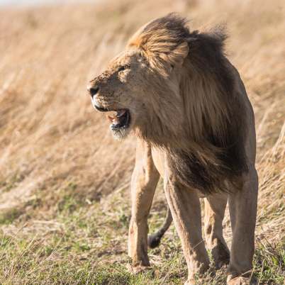 Lion North luangwa