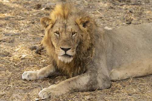 Lion Ruaha NAtional Park tanzania 500x333 1