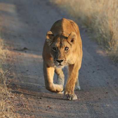 Lion Ruaha