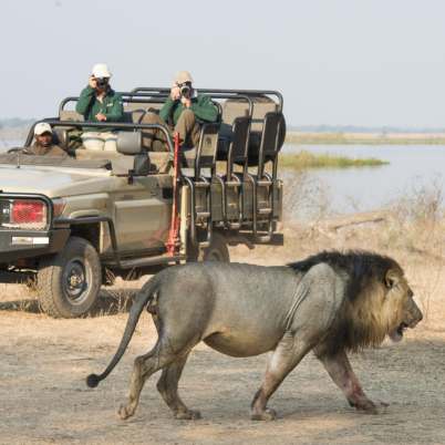 Lion zambia