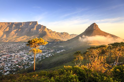 Lions Head sized