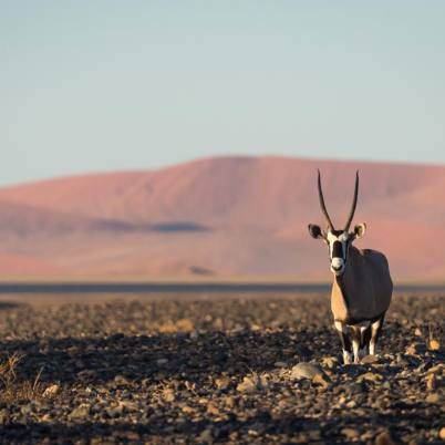 Little Kuala soussevlei 402