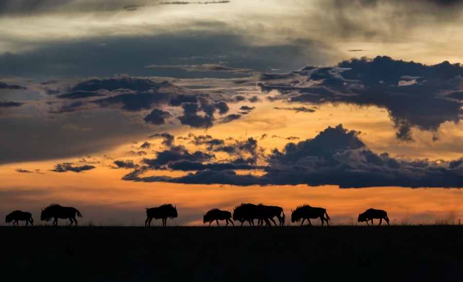 Liuwa Plain wildbeest