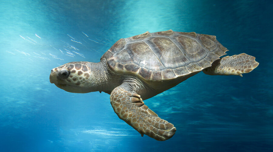 Loggerhead Turtle