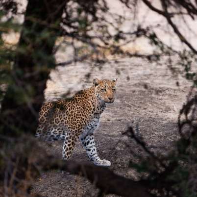 Lower zambezi anabezi