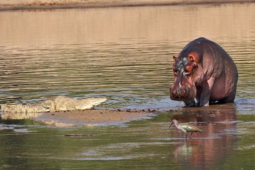 luangwa river Zambia